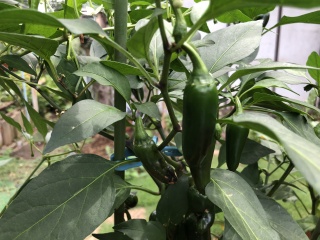 ハラペーニョの栽培